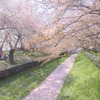幸手の桜の川