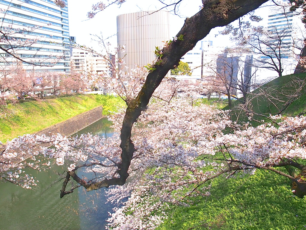 お濠の桜