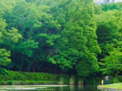 梅雨時の北の丸公園