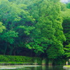 梅雨時の北の丸公園