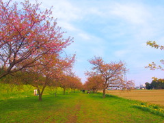北浅羽桜堤公園