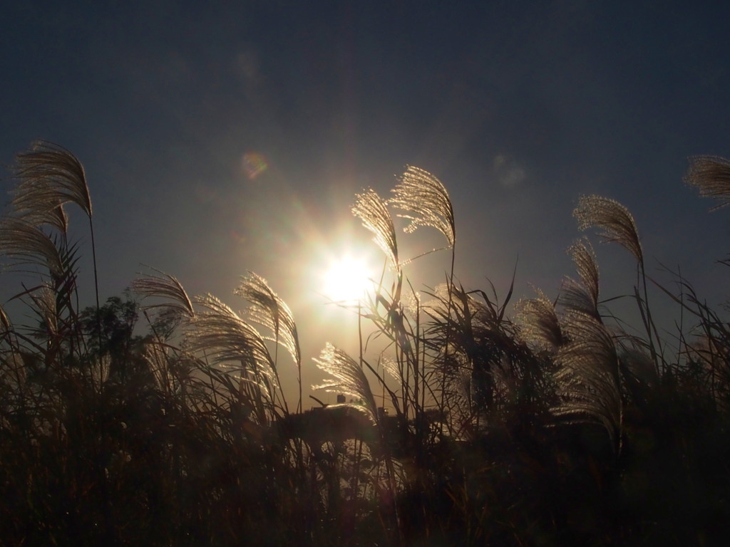 江戸川のすすきと夕日