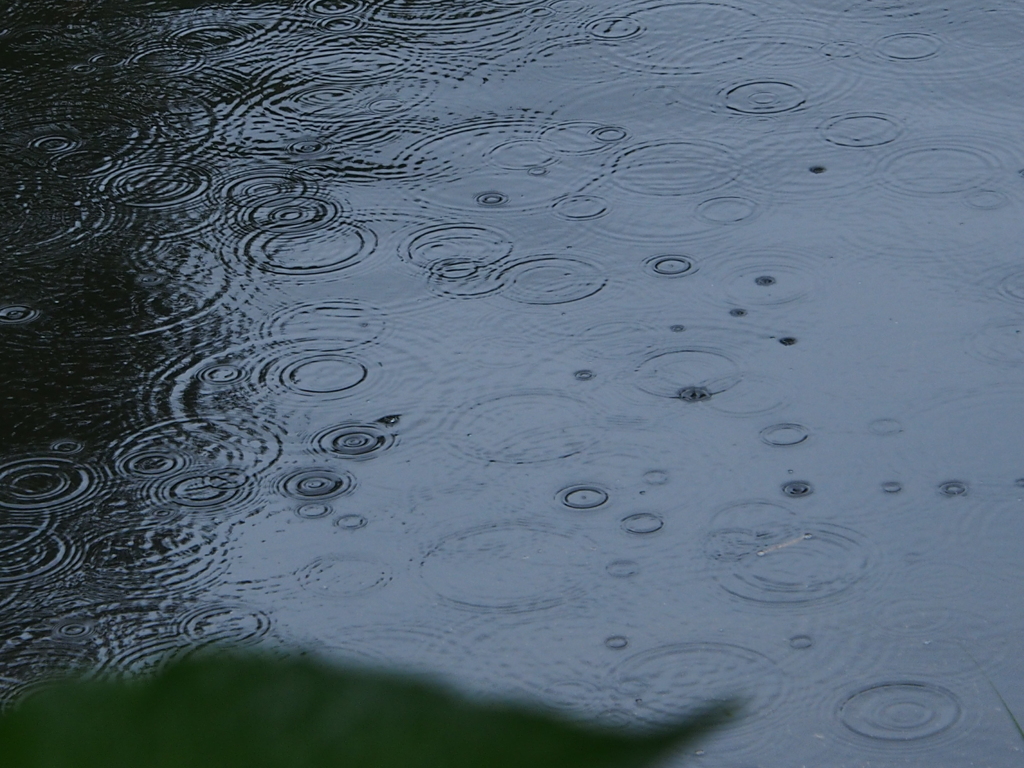 雨の公園