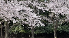 幸手の公園の桜