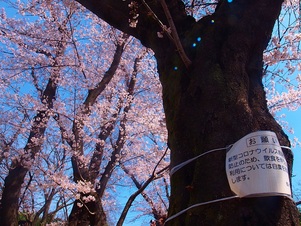 コロナ禍でも桜