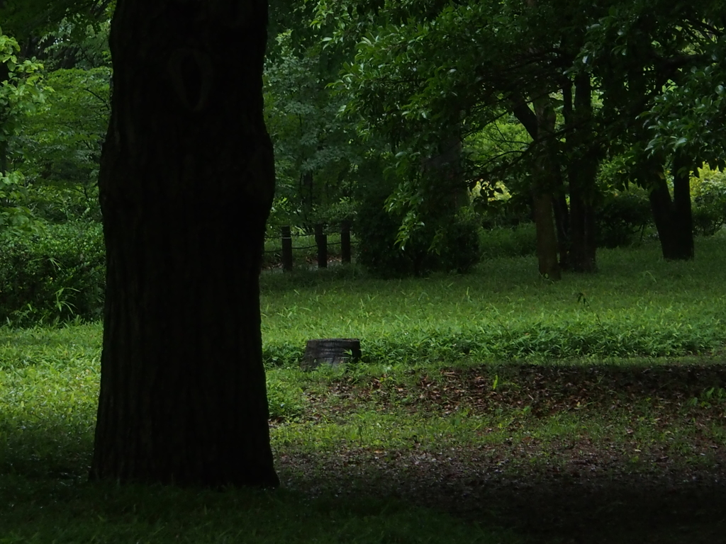 雨の公園