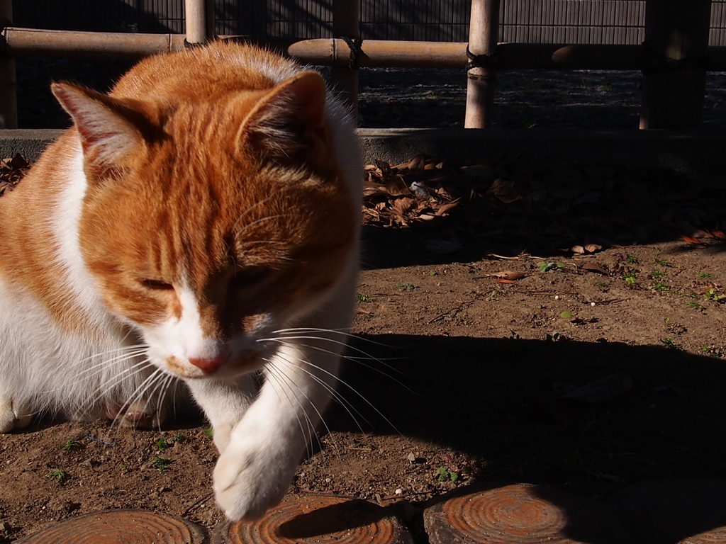 元旦猫