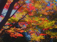 昭和記念公園