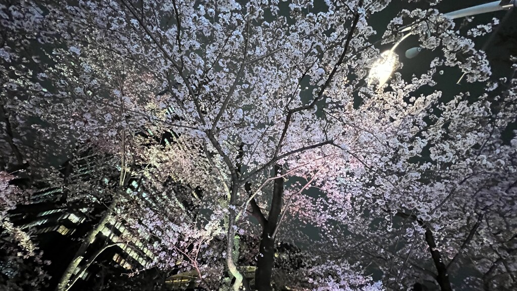 東京ミッドタウン桜