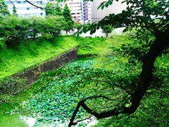 梅雨時の皇居