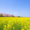 幸手の桜と菜の花