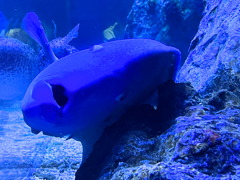 すみだ水族館の元気なさそうなヤツ