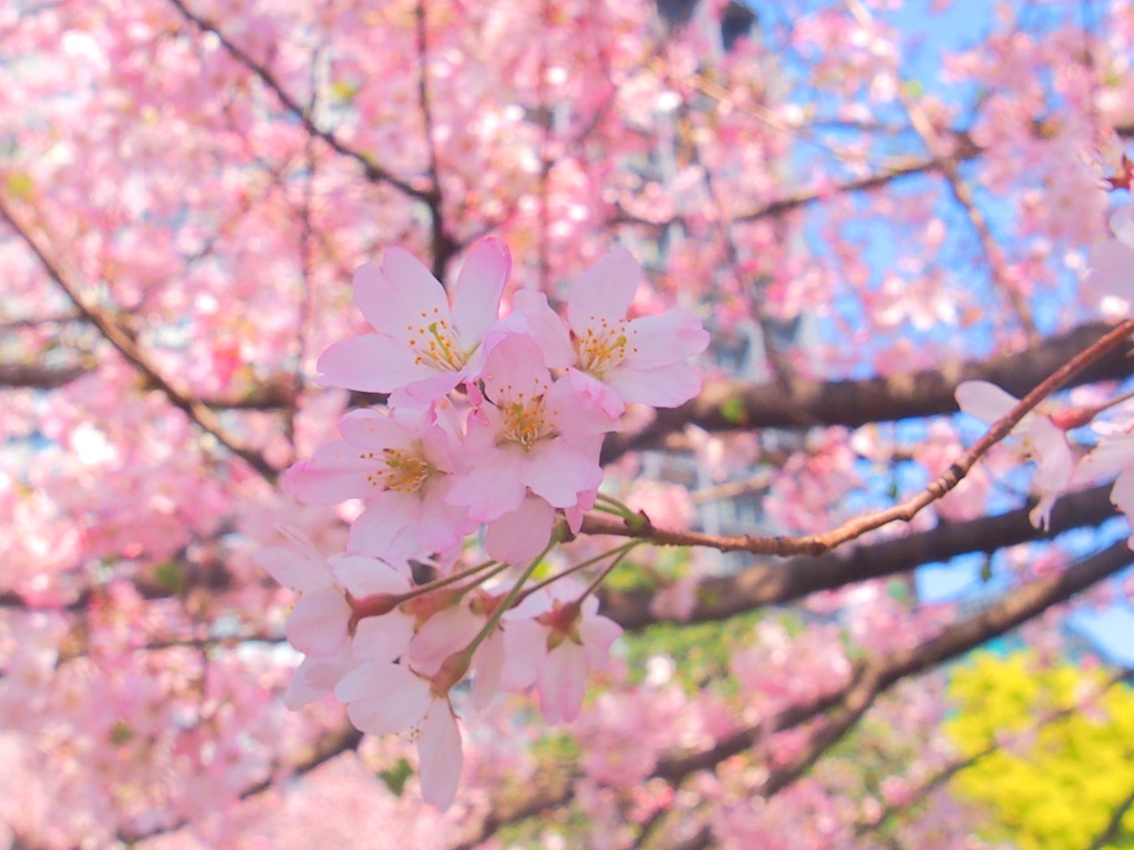 国立劇場の桜