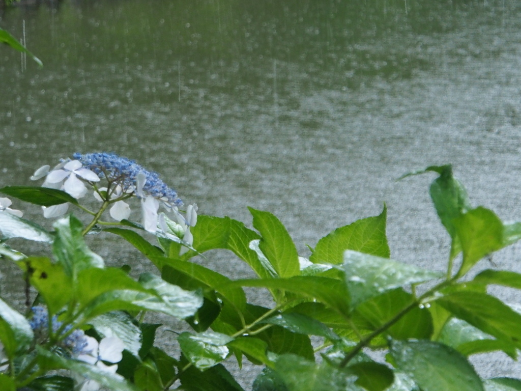 雨の公園