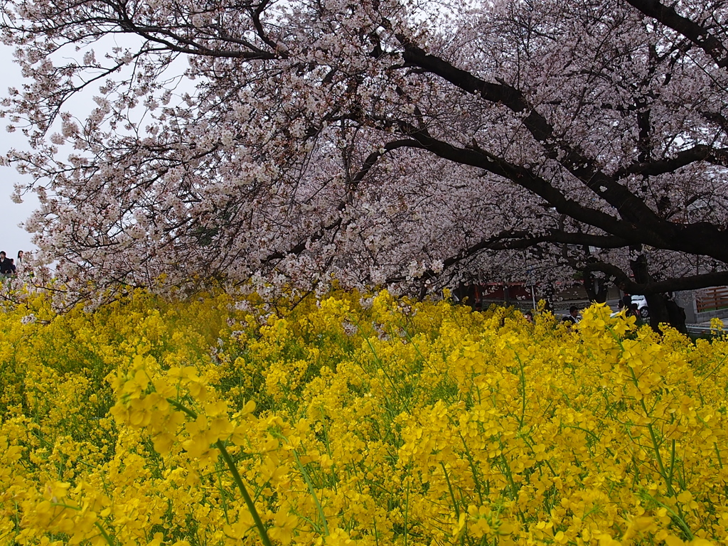 熊谷桜堤