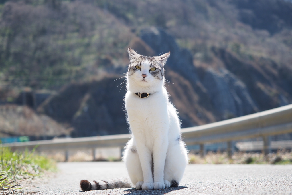 はいはい，写真ね