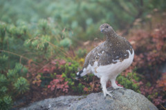 雷鳥くん