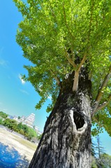 銀杏と白鷺城
