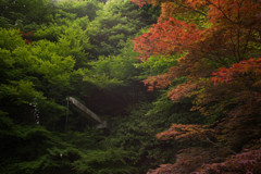 夏紅葉