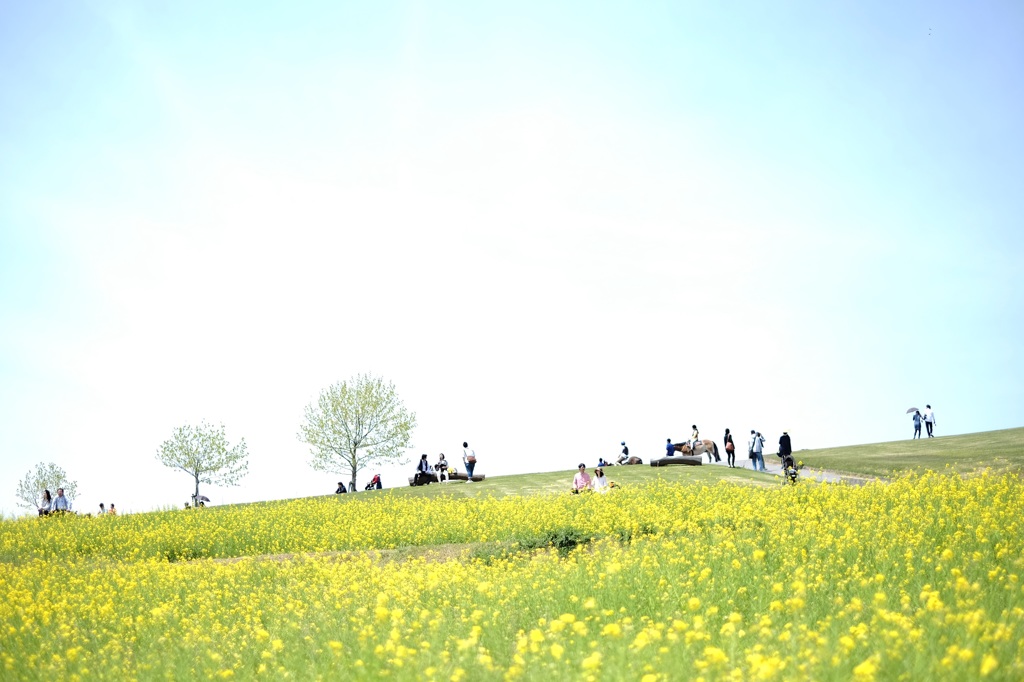 菜の花の丘