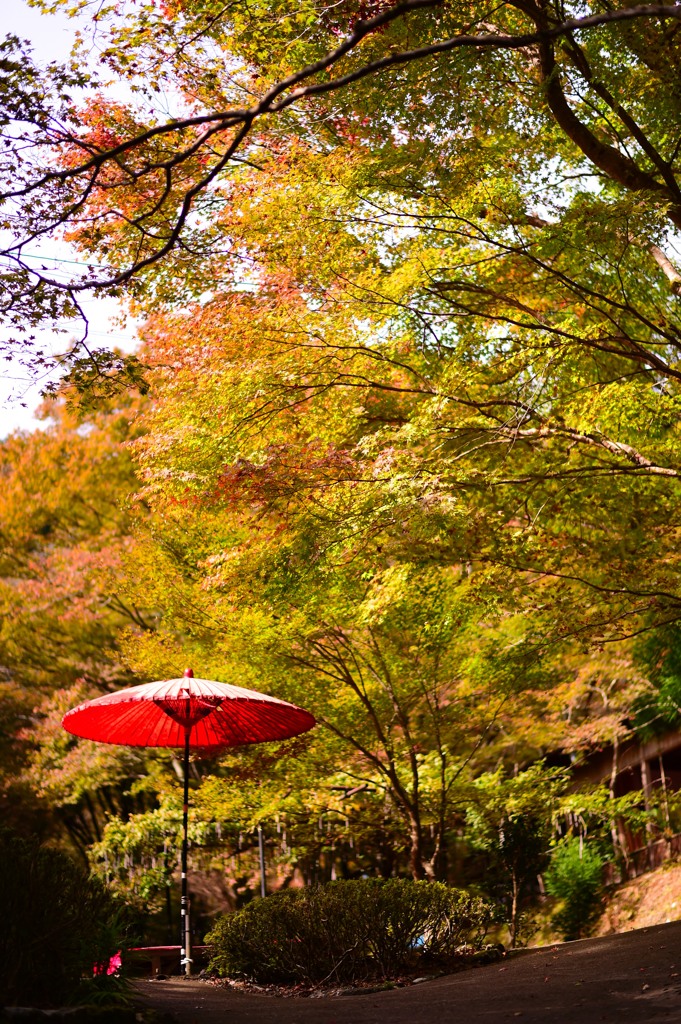 京都の紅葉はそろそろ