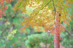 紅葉＠南禅寺