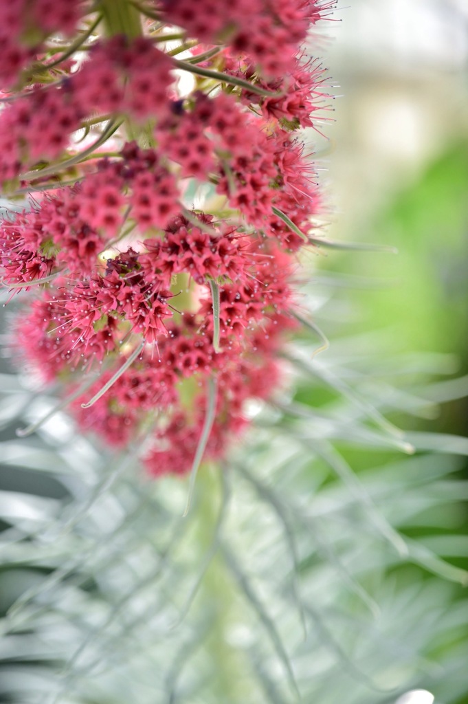 花？