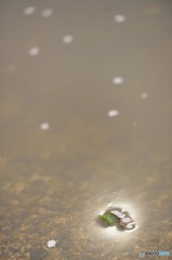 散る