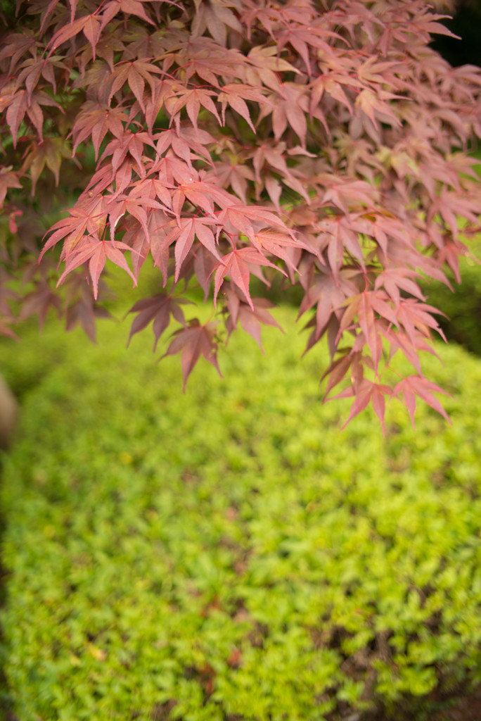 夏紅葉