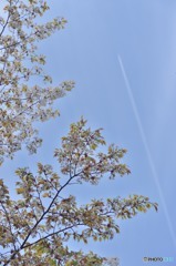 ひこうき雲