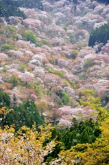 さくらふぶき