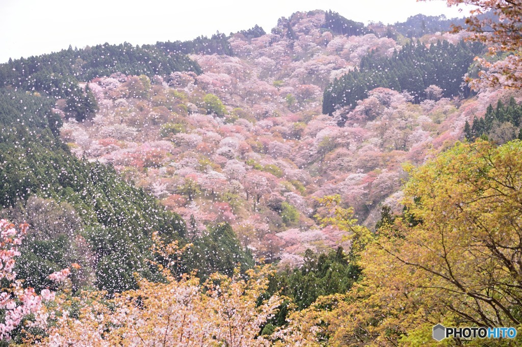 さくらふぶき