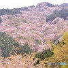 さくらふぶき