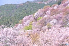 さくら