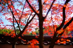 紅葉