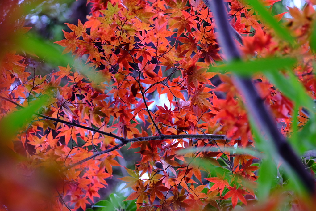 紅葉