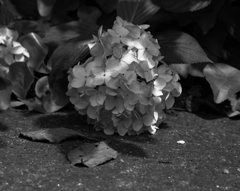 Lotus Flower