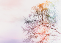 Trees and light