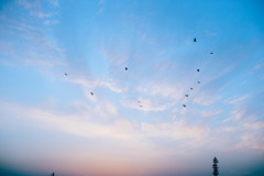 冬の夕暮れに見上げた空で
