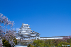 姫路城と青空と桜