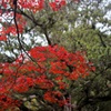 鮮明