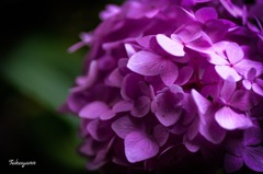紫陽花②