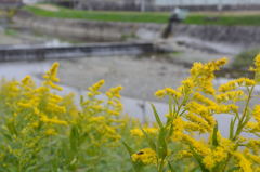 花粉症持ち