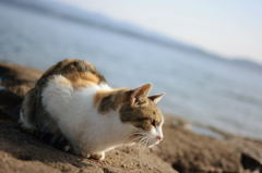 わし鳥のウミネコちゃうねん！海にいるただの猫やねん！！！