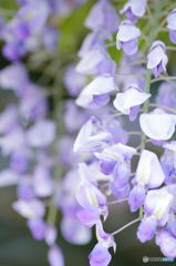 藤の花②
