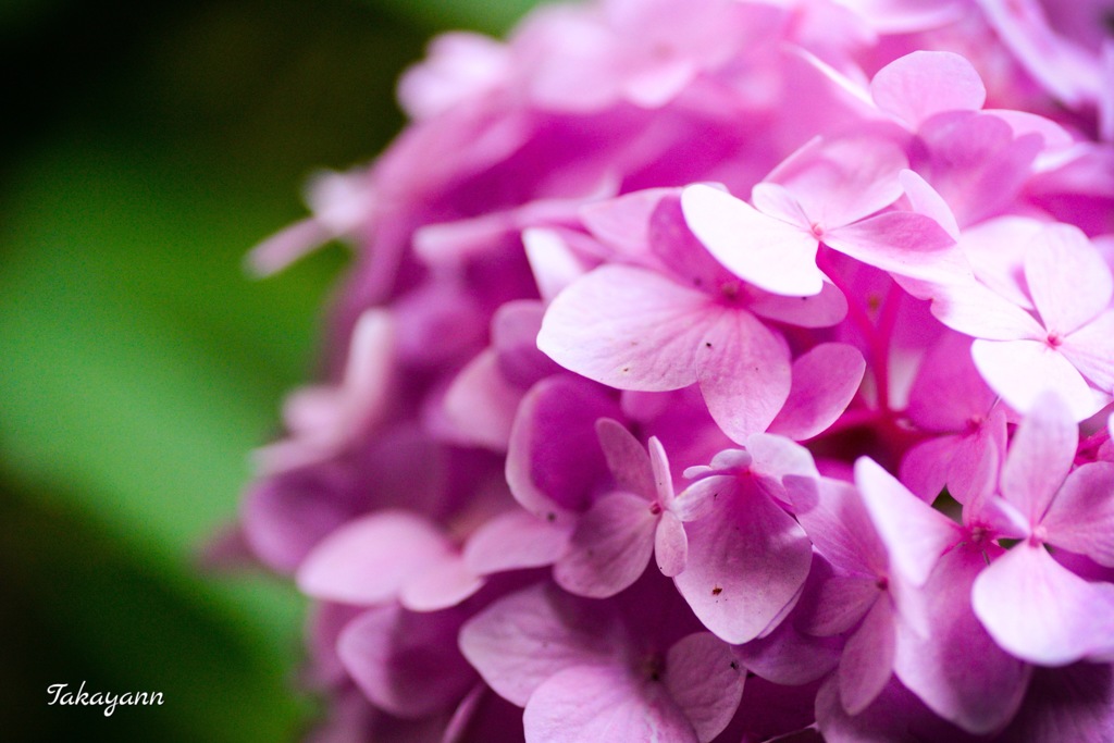 紫陽花①