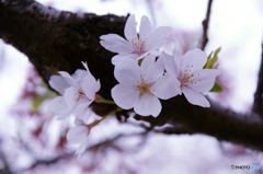 ＳＡＫＵＲA