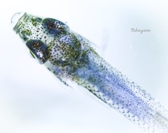 生物標本①