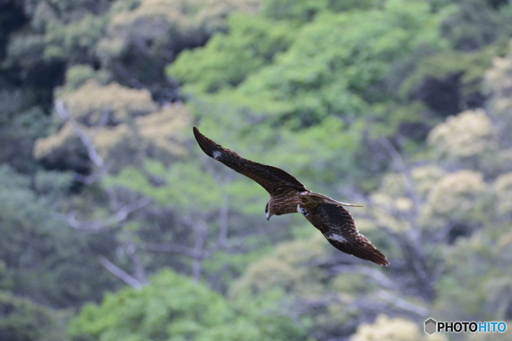 鳶