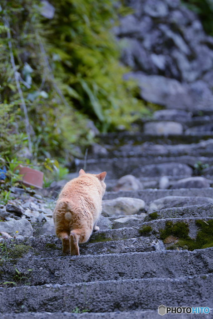 今日のにゃんこ⑤